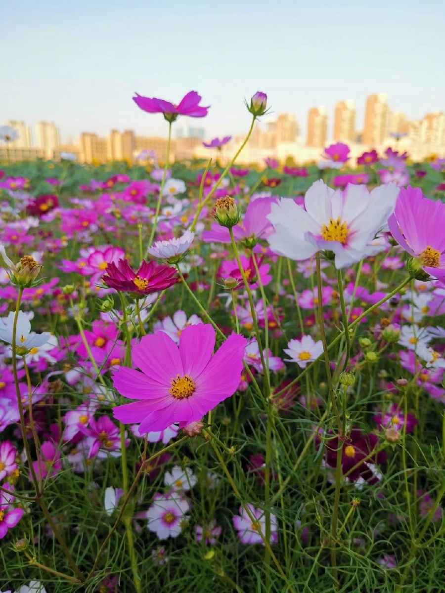 78百花齐放的夏季花开的让人赏心悦目73