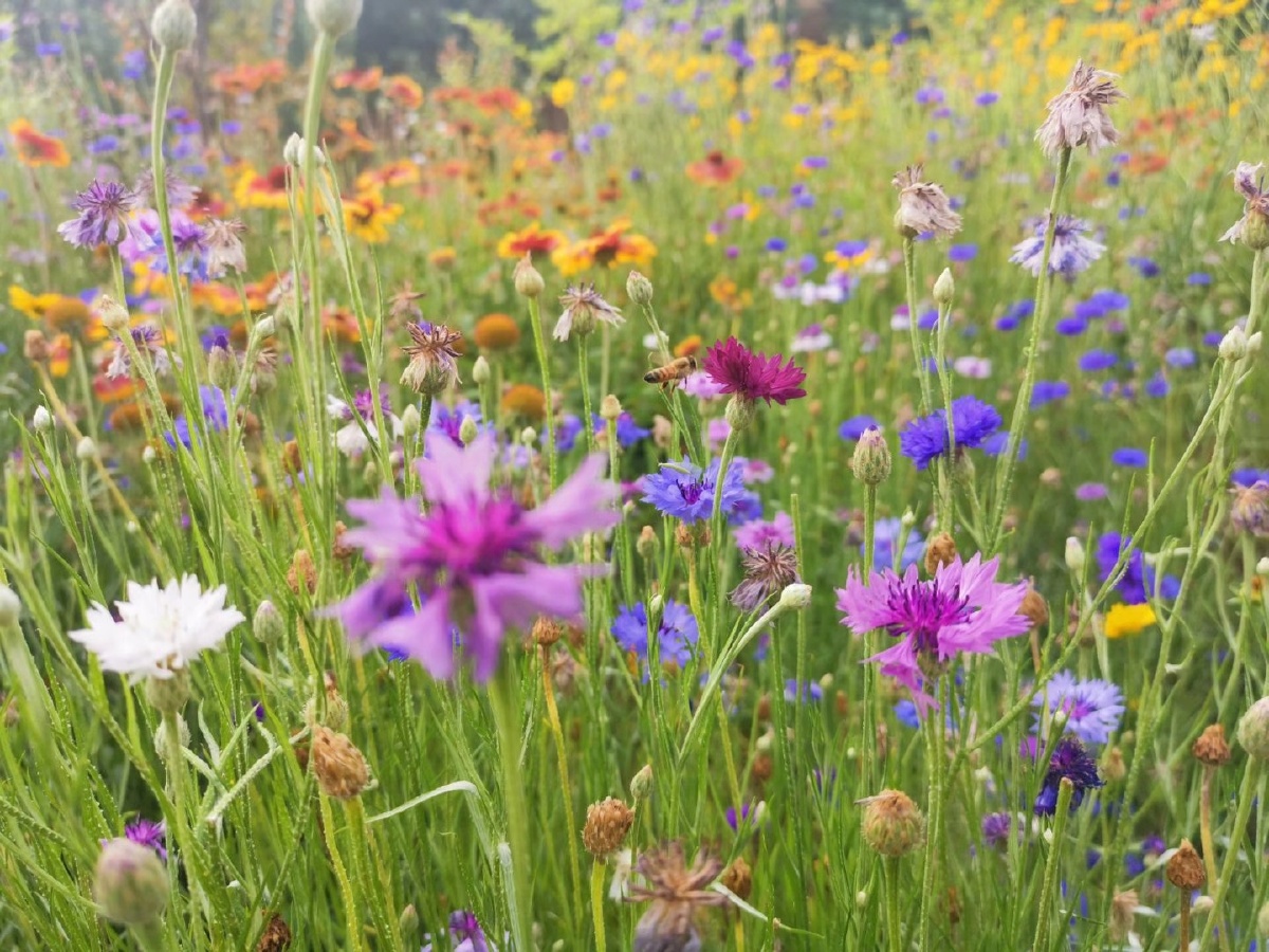 78百花齐放的夏季花开的让人赏心悦目73