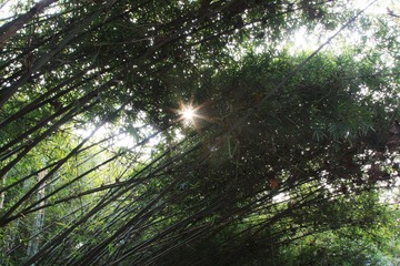 竹林