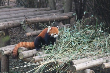 小熊猫