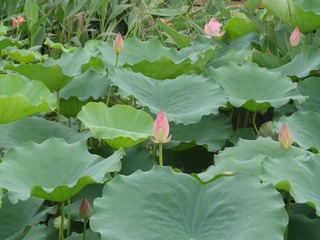 DSC00758.JPG