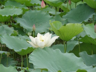 DSC00759.JPG