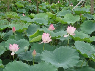 DSC00760.JPG