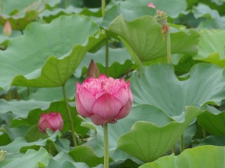 DSC00763.JPG
