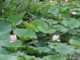 DSC00765.JPG