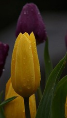 DSC01907.jpg