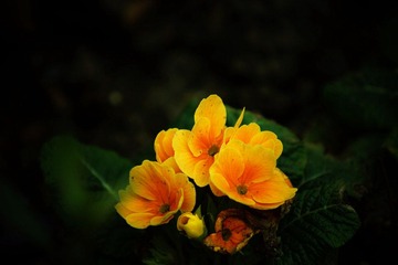 dsc02040.jpg