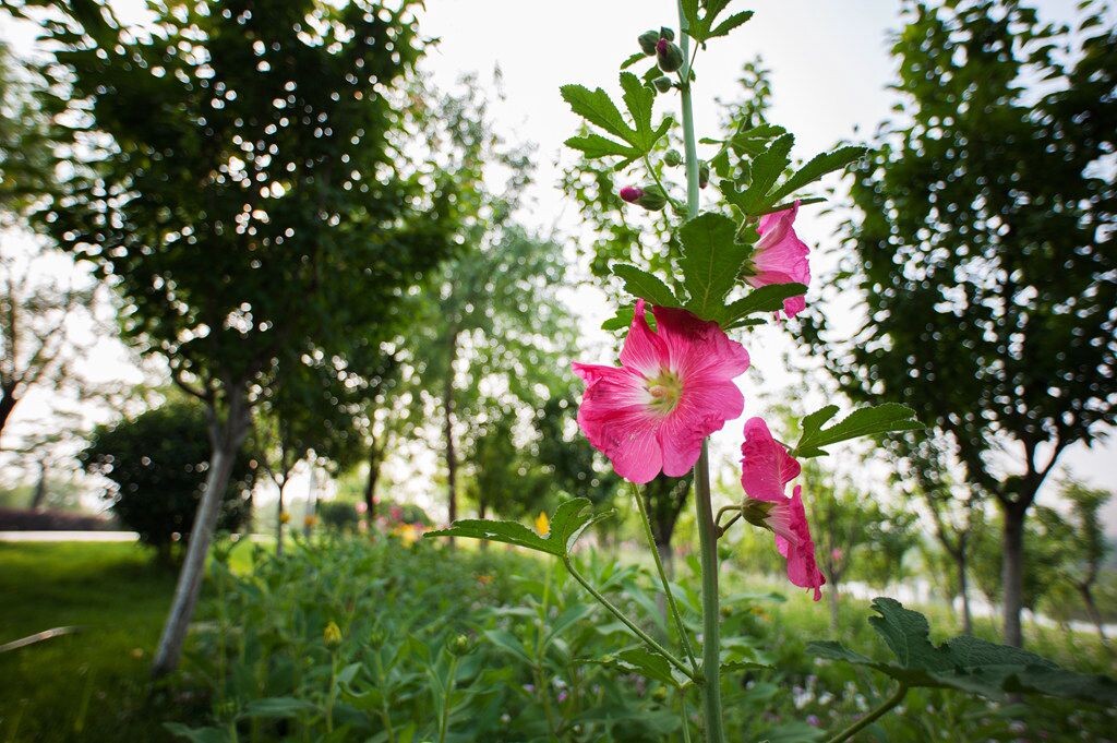 花<br />
