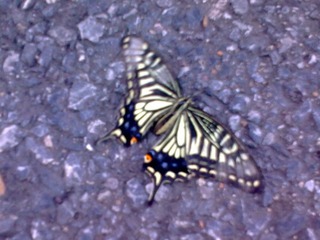 20100816_006.jpg