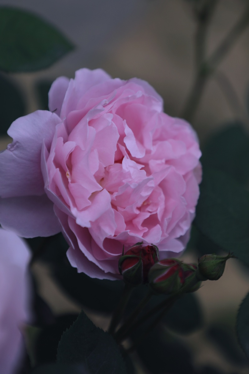 月季花开,粉黛衣宽 - 光影拾者 - 图虫