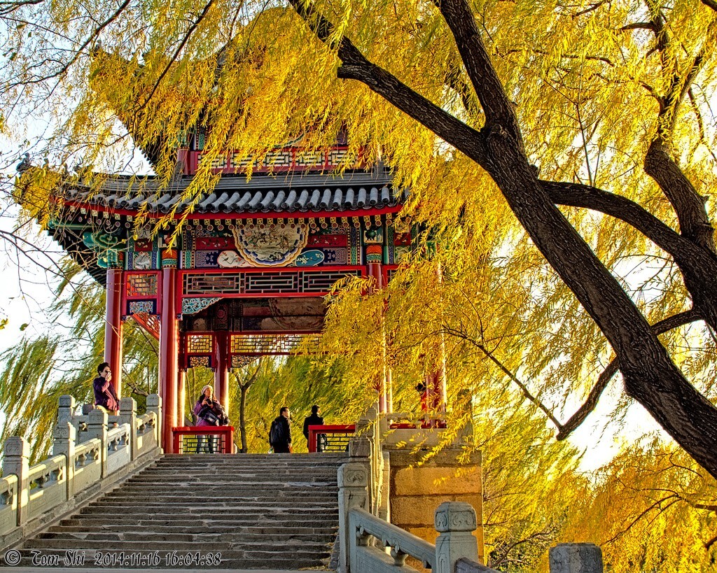 秋季北京难得明媚的下午时光，颐和园西堤上，被秋色染黄的柳叶，在秋风夕阳中飞扬。