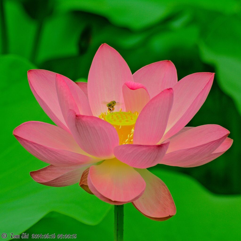 近乎雨季的北京初夏，荷花初绽，野蜂飞舞。