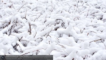 s_DSC_6271.jpg