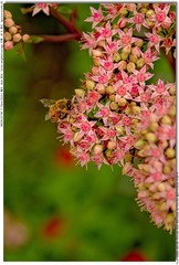 s_DSC_0095