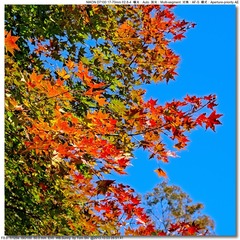 s_DSC_2390