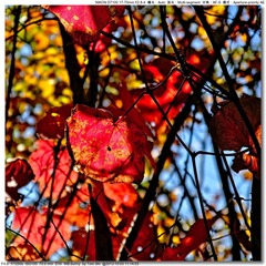 s_DSC_2465