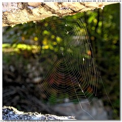s_DSC_2373