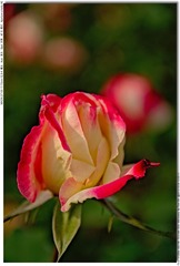 s_DSC_2589