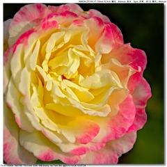 s_DSC_2594