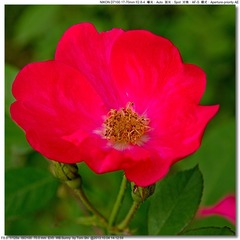 s_DSC_2618