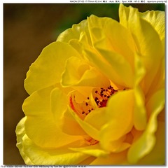 s_DSC_2623