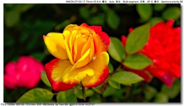 s_DSC_2649