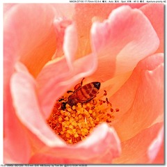 s_DSC_2610