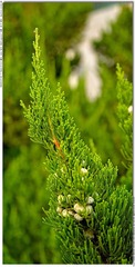 s_DSC_2753