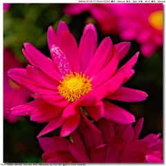 s_DSC_2595