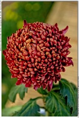 s_DSC_3425