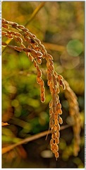 s_DSC_3828