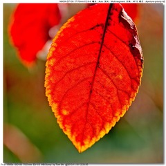 s_DSC_4435
