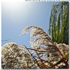 s_DSC_4530