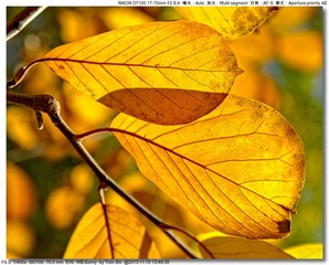 s_DSC_4533