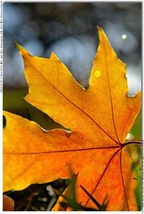 s_DSC_4595