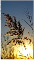 s_DSC_4605