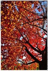s_DSC_4388