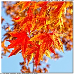 s_DSC_4411