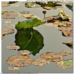 s_DSC_4240