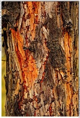 s_DSC_0715