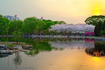 樱花与夕阳