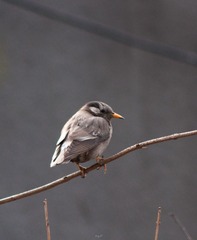 DSC_6764-1.jpg
