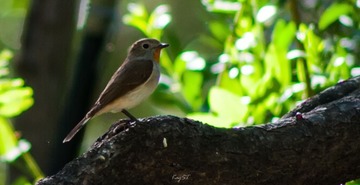_DSC3255-1-2.jpg