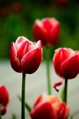 IMG_6437.jpg