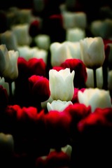 IMG_6411.jpg