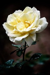 IMG_8483.jpg