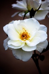 IMG_8498.jpg
