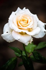IMG_8500.jpg
