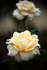IMG_8506.jpg