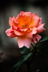 IMG_8512-2.jpg